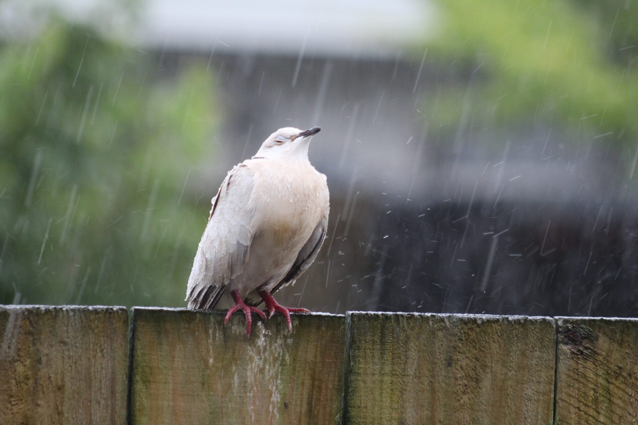 雨降りと鳥
